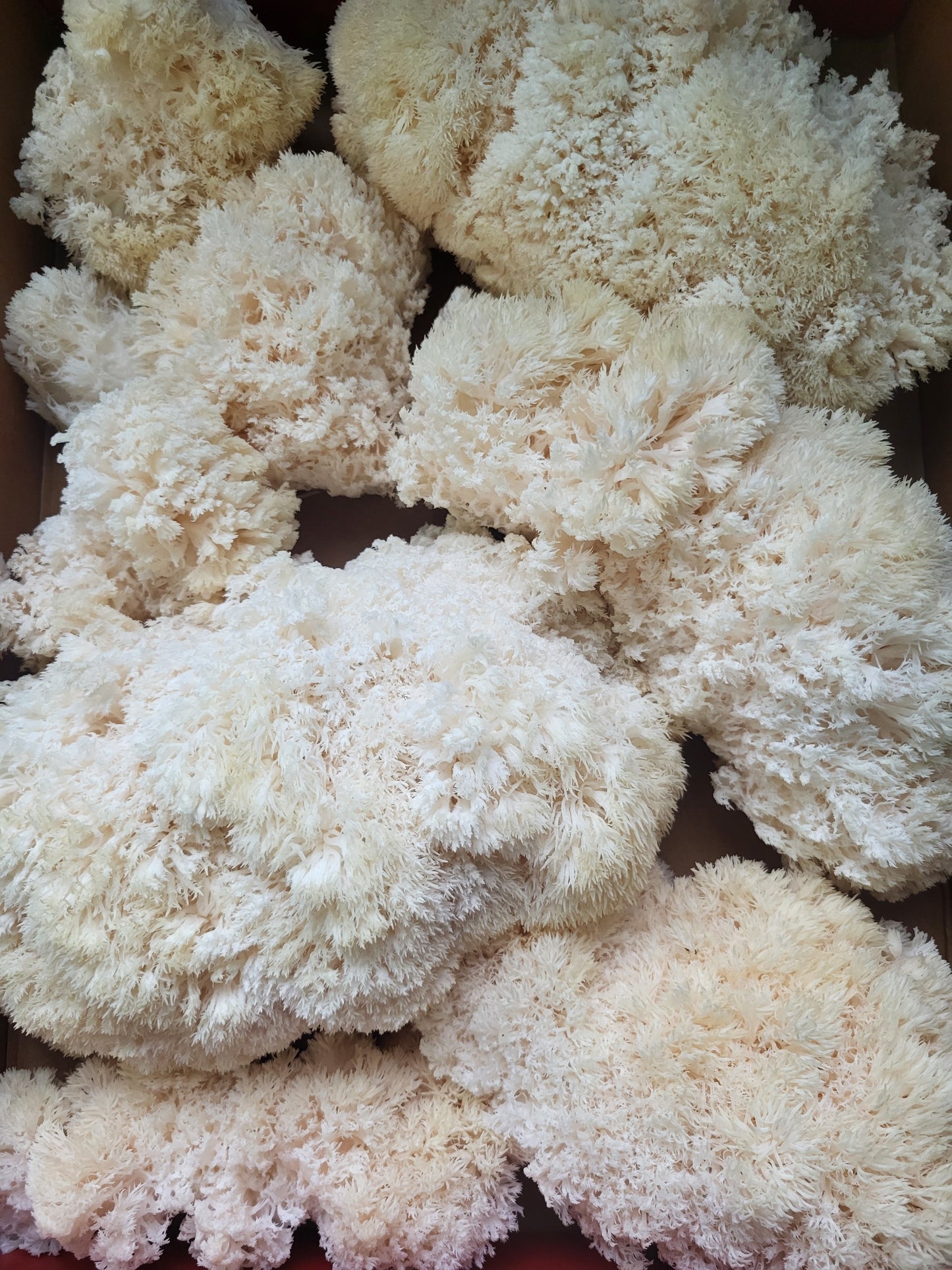 Lion's Mane Mushroom Powder