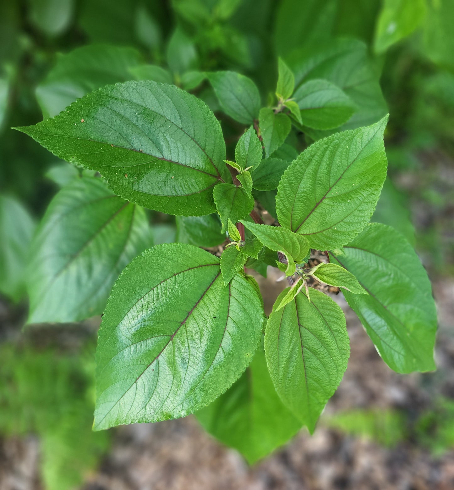 JamMint Mamaki loose tea blend
