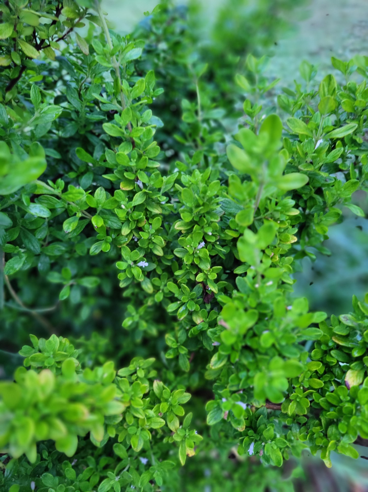 JamMint Mamaki loose tea blend