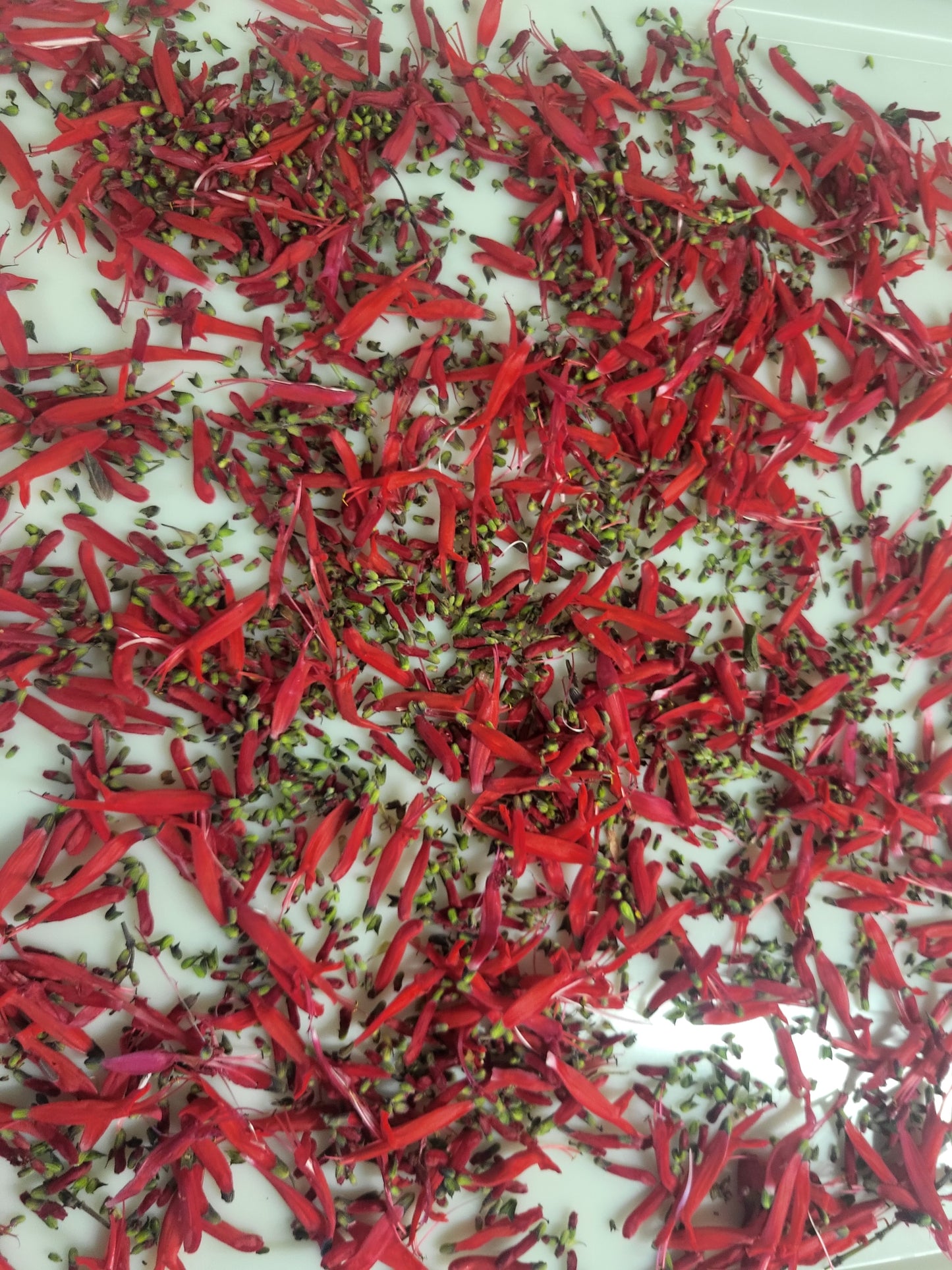 Frootea Loops loose tea blend