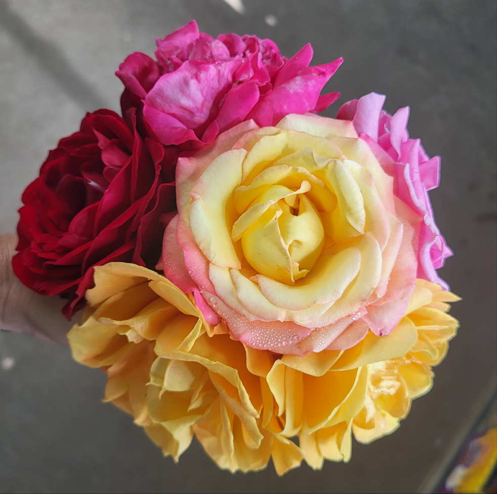 Rose Petals
