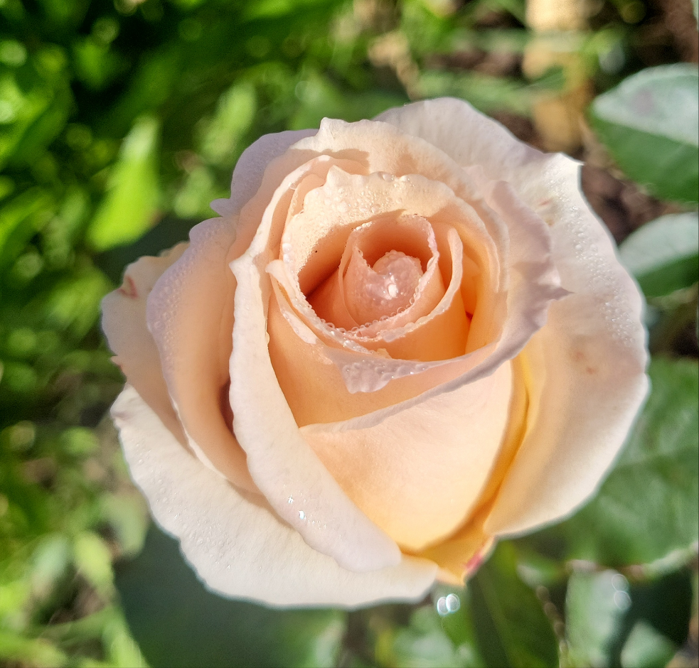 Rose Petals