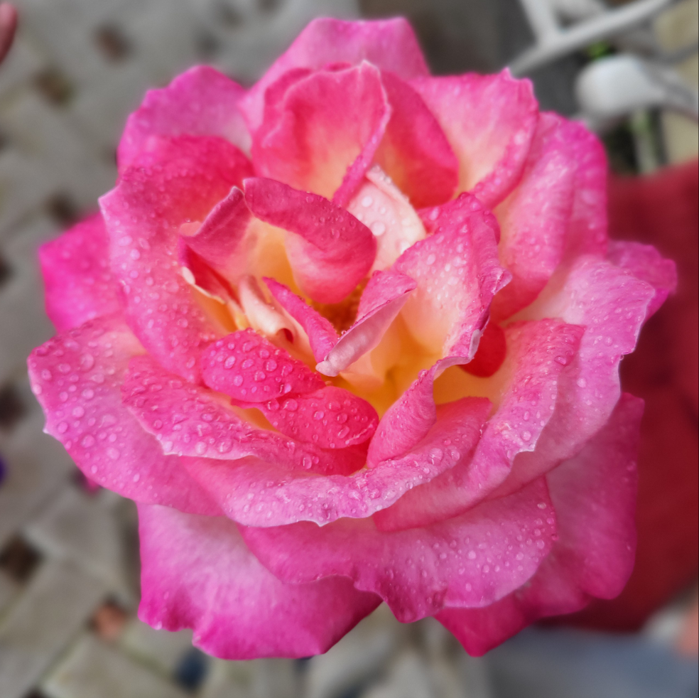 Rose Petals