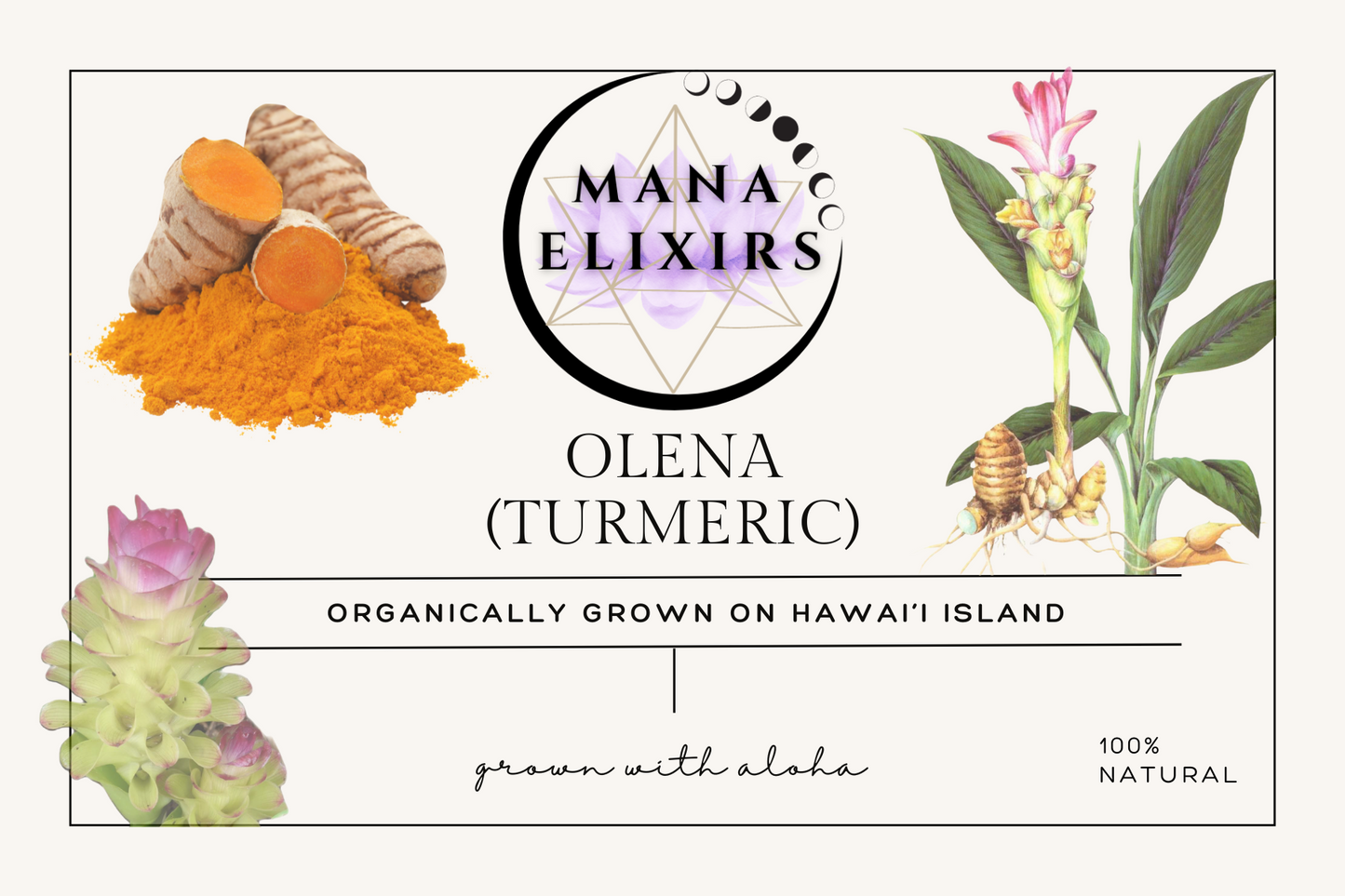 Olena (turmeric)
