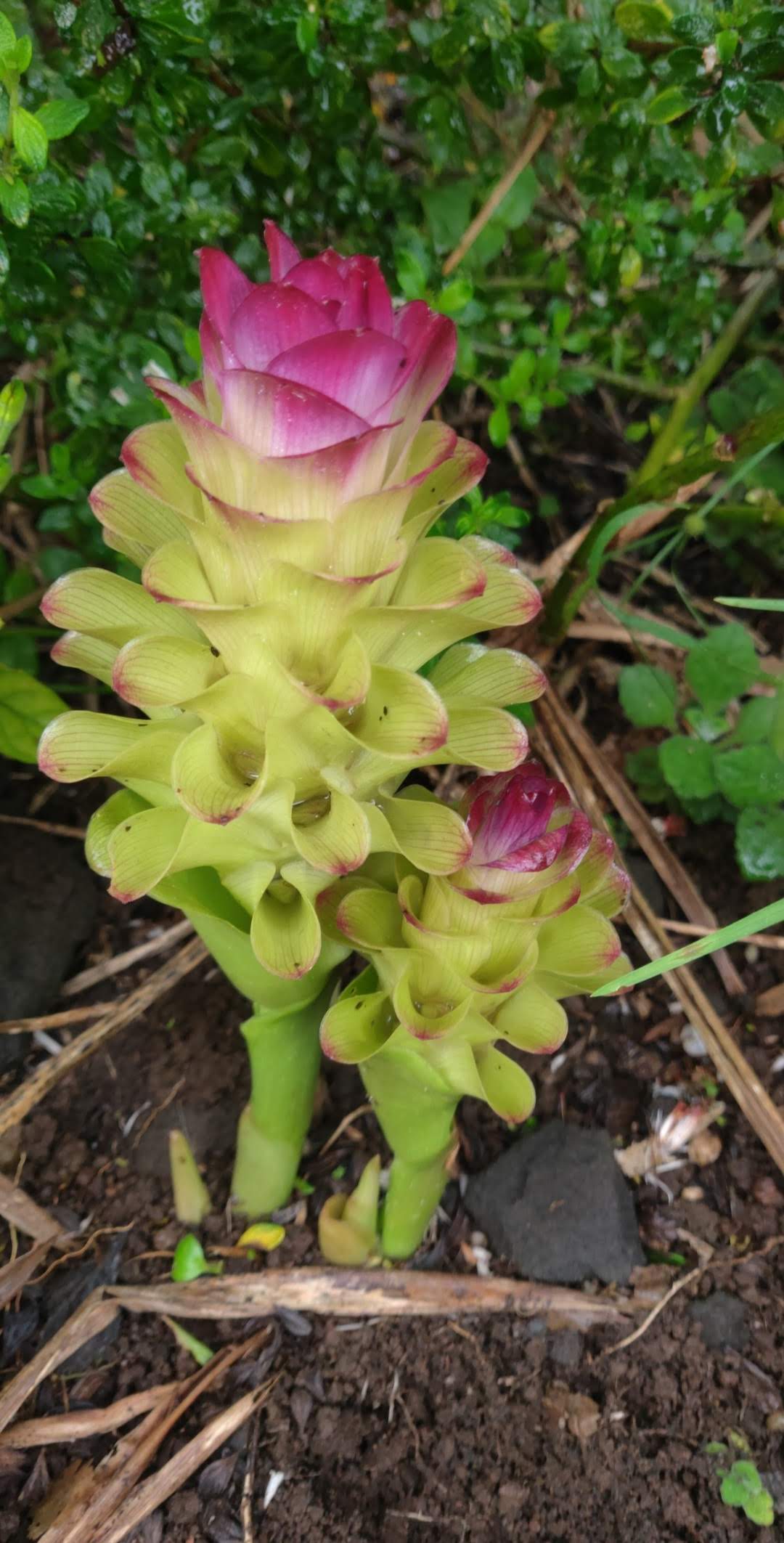Olena (turmeric)