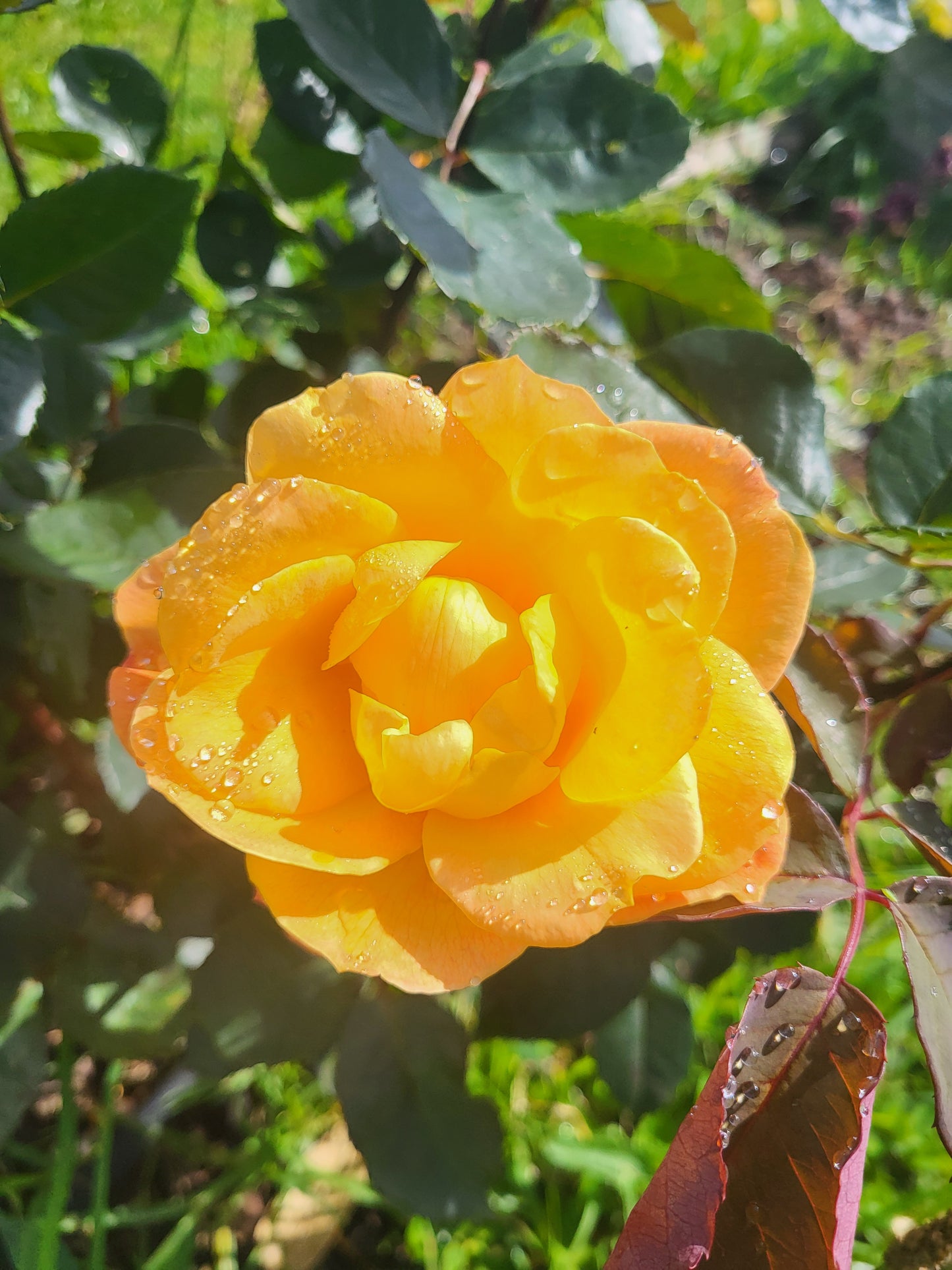 Rose Petals