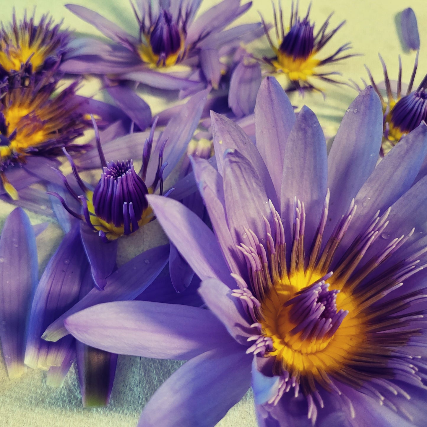 Blue Lotus