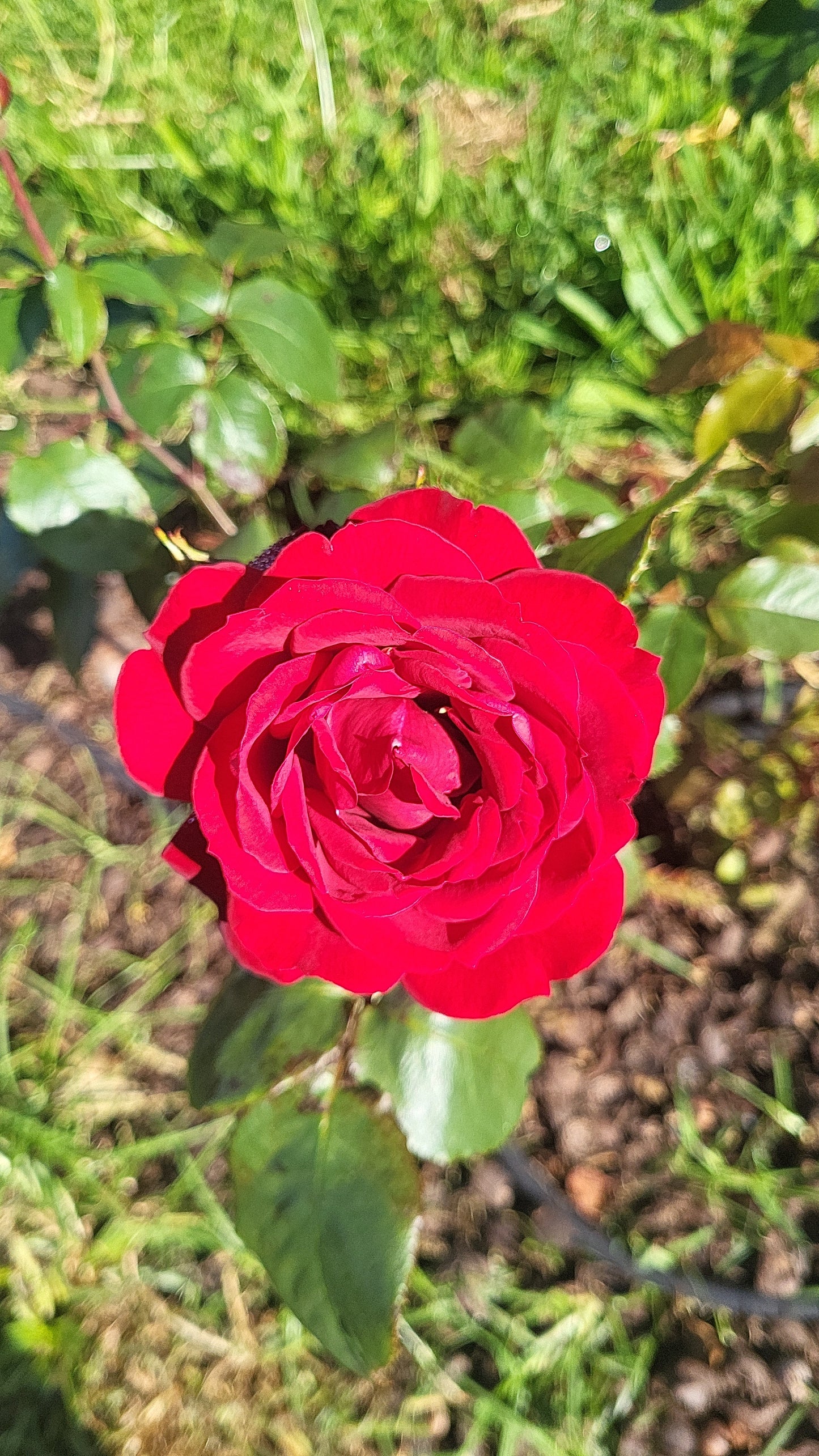 Rose Petals