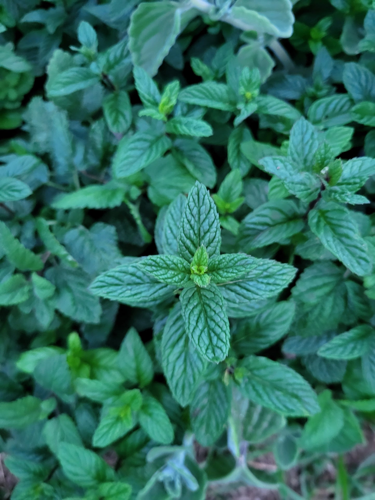 Uplifter Tea Blend