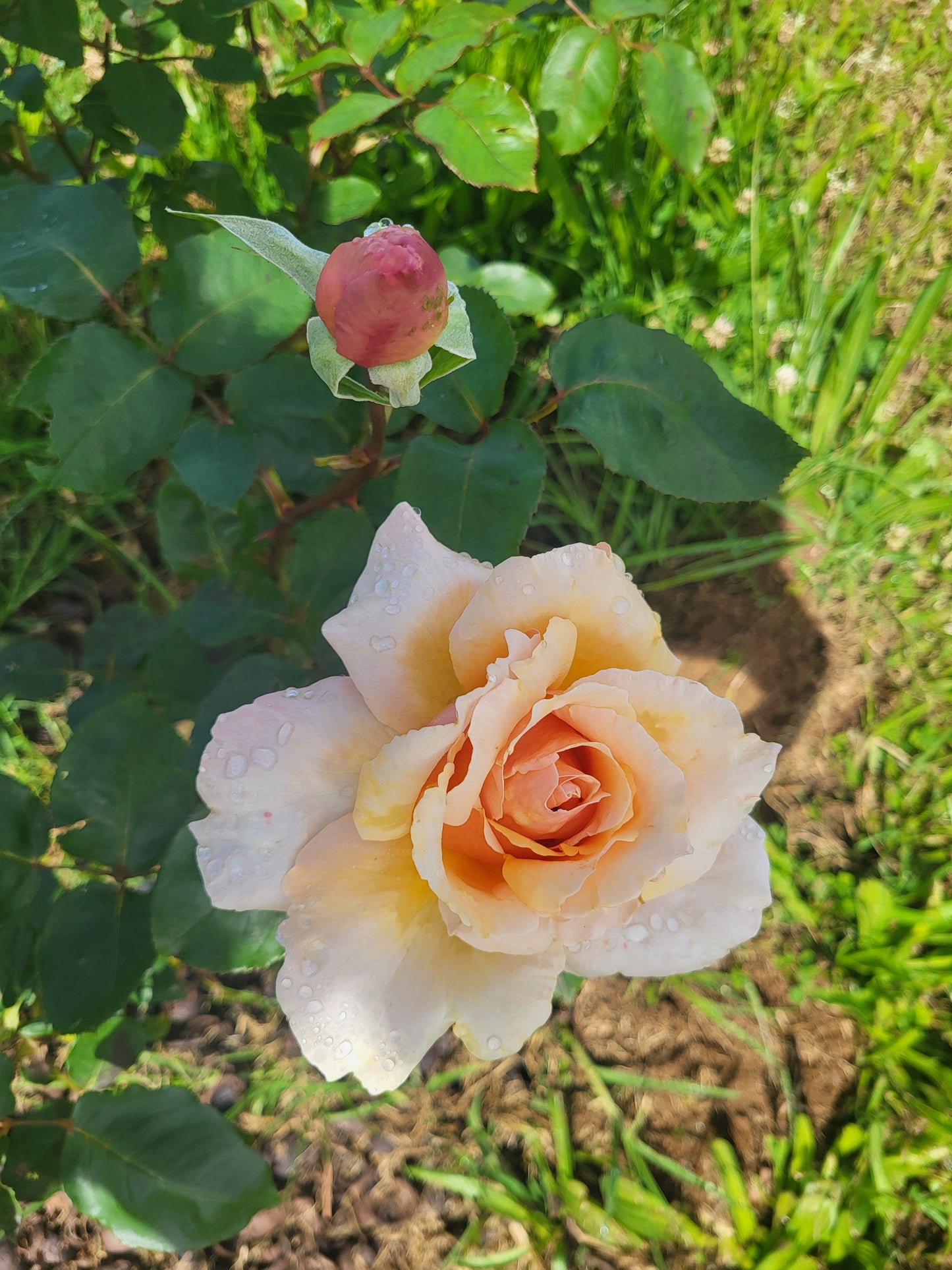 Rose Petals