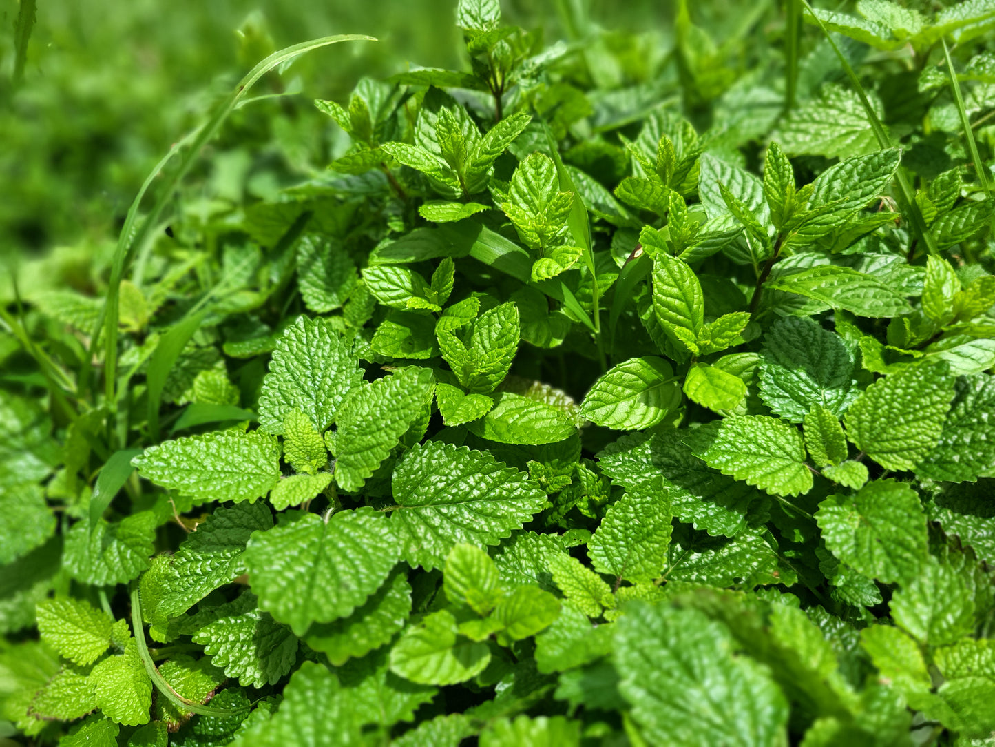 Uplifter Tea Blend