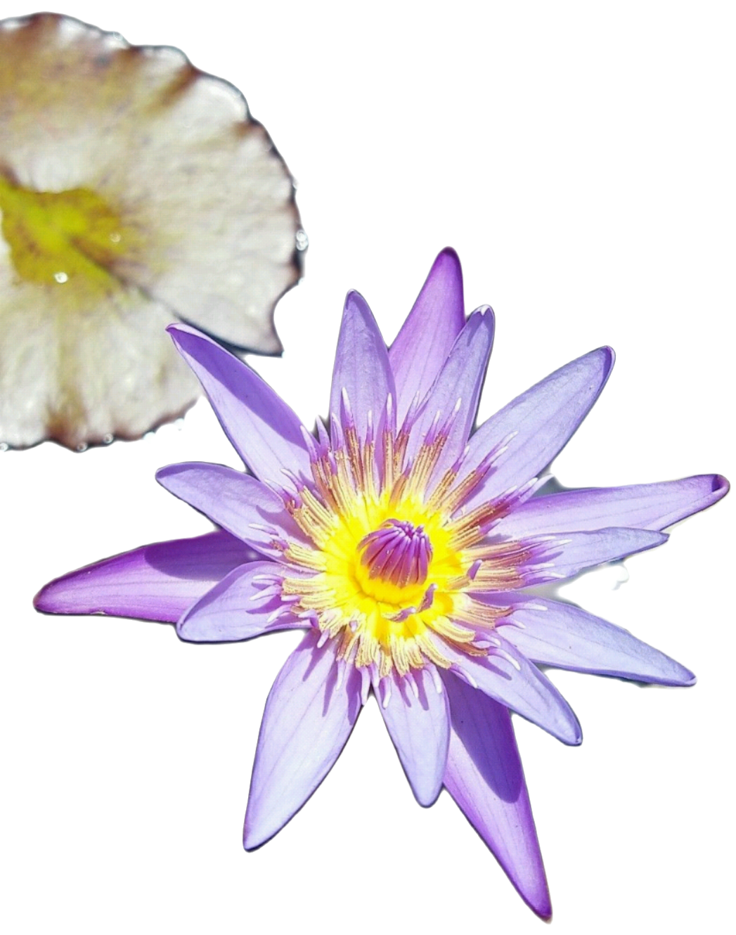 Blue Lotus