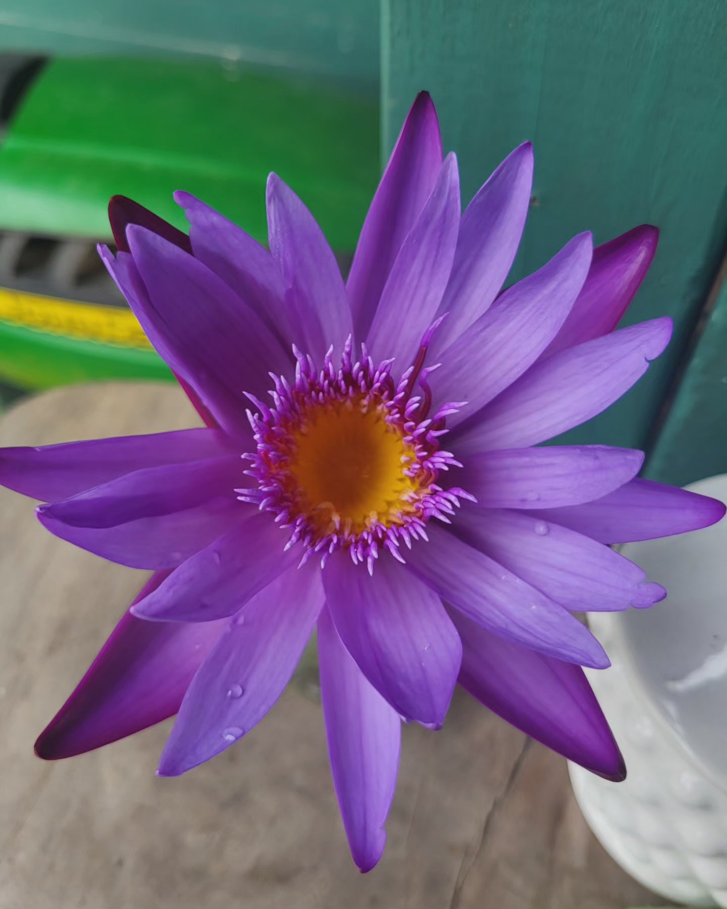 Blue Lotus