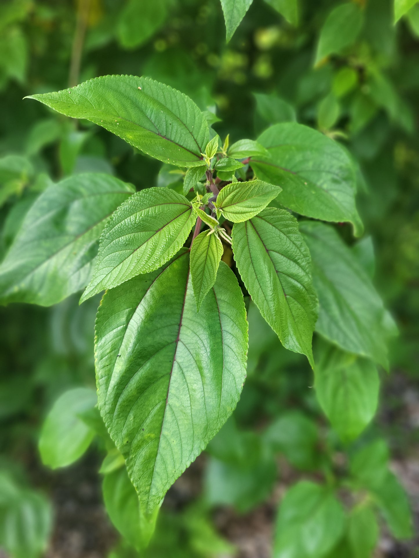 Mamaki Rose Tea Blend