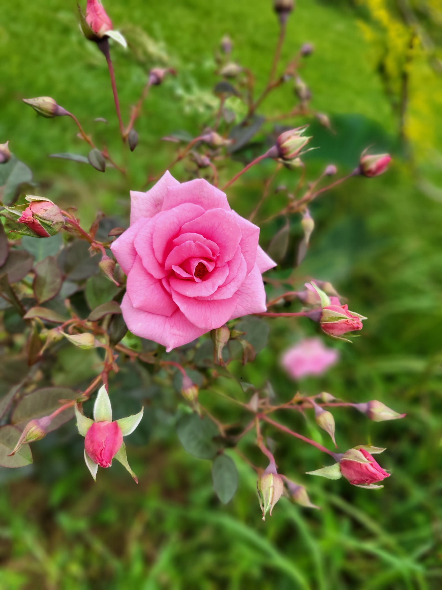 Mamaki Rose Tea Blend